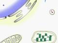 Protein targeting 2