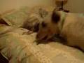 videos de Pillow Queen/Go for a Walk?