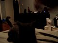 CAT-DOG