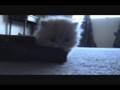 videos de Persian Kitten being chased by Jaws