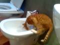 videos de Il mio gatto vuole bere