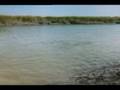 Bottlenose Dolphin: Mudflat Hunting