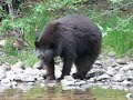 The Bear