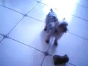 chien pleurnichard