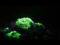 Underwater fluorescence disco - Oceans - BBC