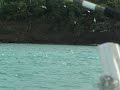 Birds Fishing at Tobago Cays