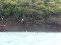 videos de Birds Fishing at Tobago Cays