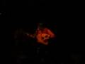 Thanasis Papakonstantinou - Aposperitis
