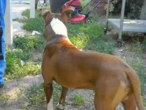 red nose pitbull