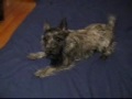 Thistle on the Bed.wmv