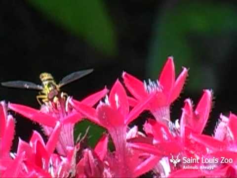 pollinate