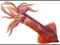 Cephalopod Главоноги