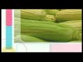 ANTI-AGING FOODS ANTI-AGING FOODS