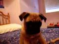 Pug video