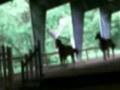 2 broodmares in foal to wb