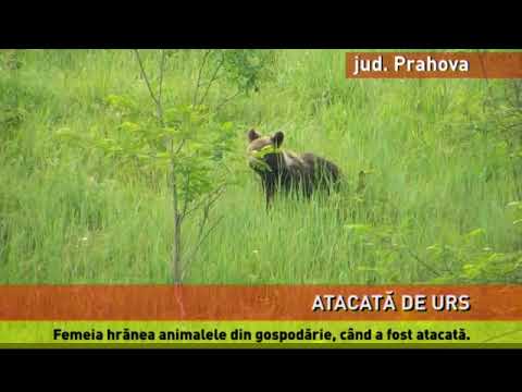 Femeie atacată de un urs, într-un sat din Prahova