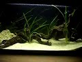 Bristlenose, Eel and SAP