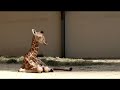 �yrafa urodzi�a si� w opolskim zoo