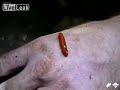 Strange little worm