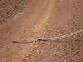 Unhappy Black-headed Python crossing a gravel road