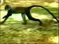 KENYA SAFARI 1995 - Video 1 KENYA SAFARI 1995 - Video 1