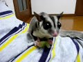 sugar glider / sugar eats melon sugar glider / sugar eats melon