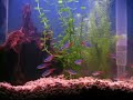 neon tetra