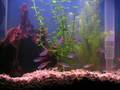 neon tetra