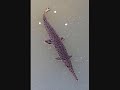 アクアリウム 要注意魚種 要注意