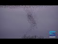 Starlings return in spectacular aerial display Starlings return in spectacular aerial display