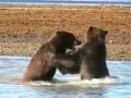 Katmai Bears Fighting