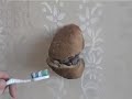 zubart / teethart
