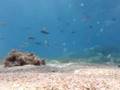 Treasures of the DEEP
