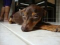 cachorro
