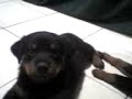 LADY MANONA - PRECIOSA BEBE ROTTWAILLER LADY MANONA - PRECIOSA BEBE ROTTWAILLER