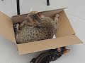 Soccer Playing Bengal Kitten Gets in Trouble with the \"Ref\"