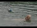 videos de Luca Swimming