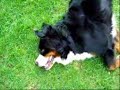 Bernese Amelie e le coccole