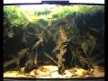 Pterophyllum altum tank - HQI Sunrise effect