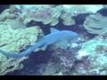 Nurse_Shark-West_Bank_2-2007.10.13-2048KBs.mp4