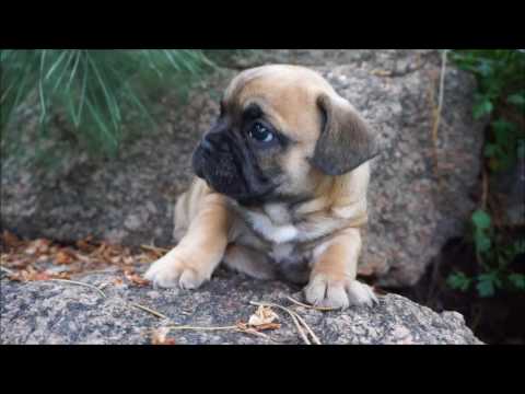Gaston AKC Fawn Sable Male French Bulldog Puppy for sale