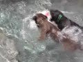 Dog Training exercise in water - Sit Means Sit.com