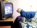 Toffee viendo TV