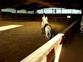 Trott & canter on Irish Tinker