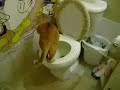 Kitty Peeing