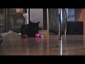 The Most Boring Cat in the World