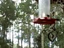 hummingbirds july 08 (2) hummingbirds july 08 (2)