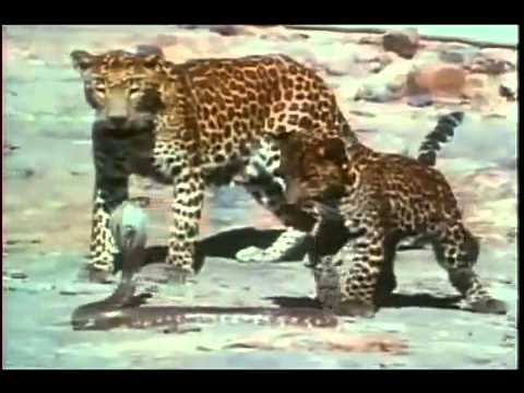 leopar