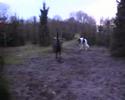 PuppyPower & Landsman