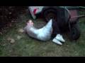 videos de niklaas vs folie 2